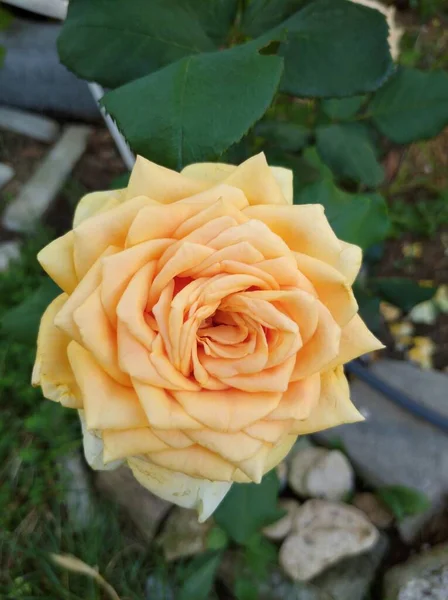 Bela flor delicada de cor amarelo claro. Rose variedade Reis Orgulho. — Fotografia de Stock