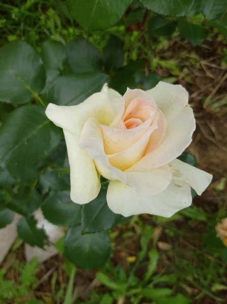 Delicate lichte roos bloem van Schneewalzer variëteit — Stockfoto