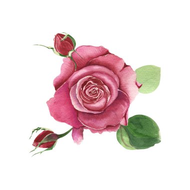 Tomurcuklu, yeşil yapraklı, elle boyanmış kırmızı bir gül dalı. Canlı kırmızılar, klasik resim tarzı. Çiçek açılışı, dostum, suluboya ile boyanmış ve beyaz arka planda izole edilmiş..