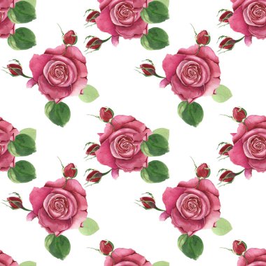 Kırmızı güllü botanik çiçekleri. Beyaz arka planda suluboya romantik çiçekler. Davetiye, düğün ya da tebrik kartları, tekstil ve ambalaj kağıtları için taze narin tasarım