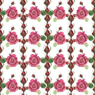 Kırmızı güllü botanik çiçekleri. Beyaz arka planda suluboya romantik çiçekler. Davetiye, düğün ya da tebrik kartları, tekstil ve ambalaj kağıtları için taze narin tasarım