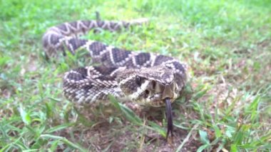 Doğu diamondback çıngıraklı yılan