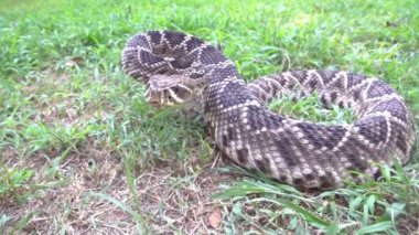 Doğu diamondback çıngıraklı yılan
