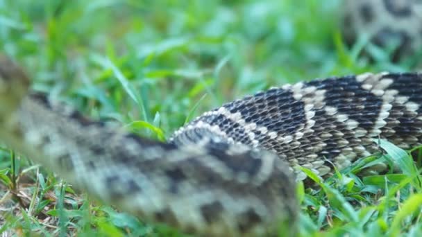 Serpiente de cascabel Diamondback oriental — Vídeo de stock