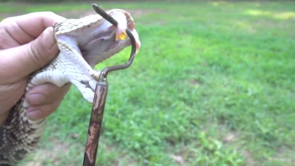 Serpiente de cascabel Diamondback oriental — Vídeo de stock