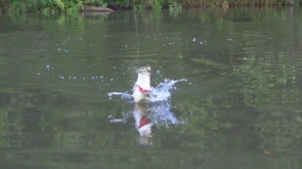 Pescado en un gancho — Vídeos de Stock