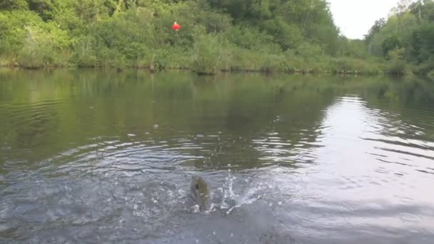 Pescado en un gancho — Vídeos de Stock