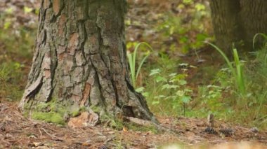 Açık kahverengi Whitetail Geyik ormanda saklanıyor