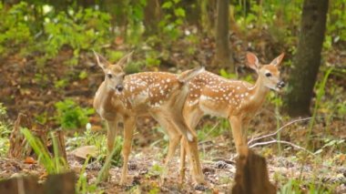 Açık kahverengi Whitetail Geyik ormanda saklanıyor