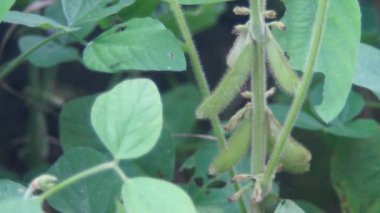 Close up of soybeans