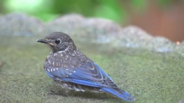 Doğu Bluebird banyo