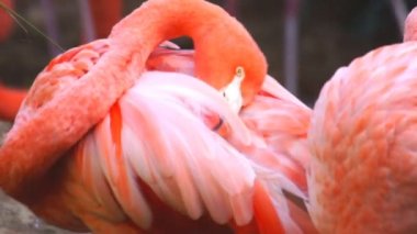 Güzel pembe flamingo