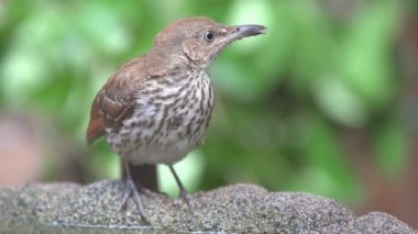 Brown Thrasher