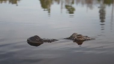 Amerikan Timsah Nehri üzerinde
