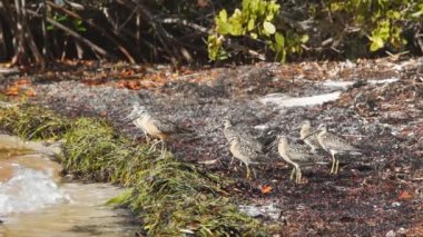 Ötücüler Florida Keys