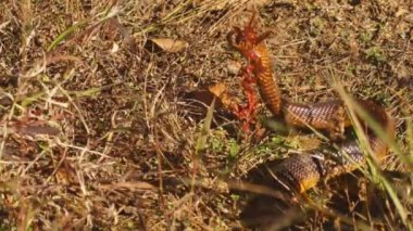 Cape Cobra son derece zehirli