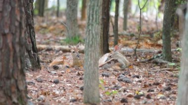 İki Yataklı açık kahverengi Whitetail Geyik