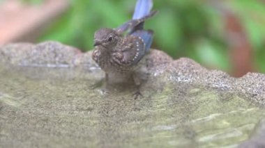 Doğu Bluebird yansıması korkuttu