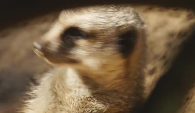 meerkat veya suricate