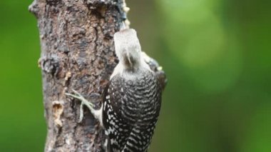 kırmızı karınlı ağaçkakan