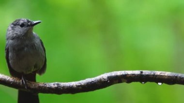 Gri Catbird yağmur sırasında