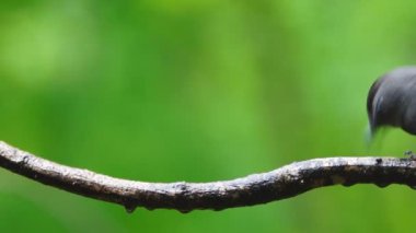 Gri Catbird yağmur sırasında