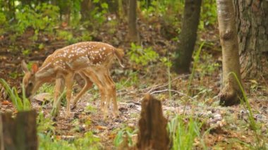 açık kahverengi whitetail geyik