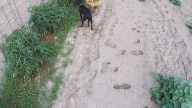 Bahçe malzeme çekme sebze çiftçi