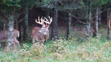 buck Whitetail Geyik Olgun