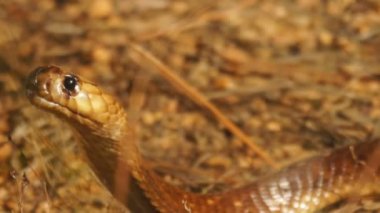 Cape Cobra son derece zehirli