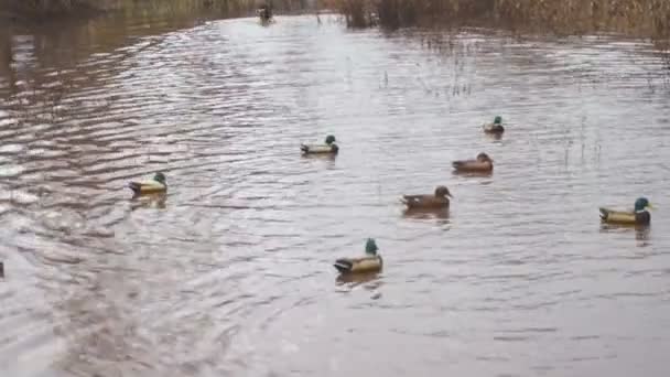 Duck hunting — Stock Video