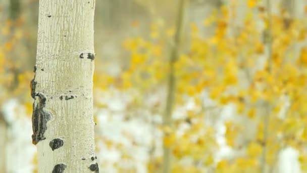 Aspen bos tijdens sneeuwstorm — Stockvideo