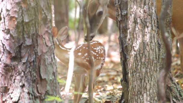 Whitetail szarvas anya és a baba — Stock videók