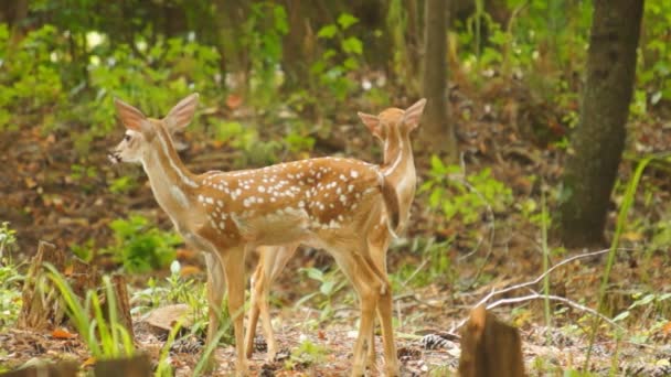 森の中に隠れて子鹿オジロ鹿シカ — ストック動画