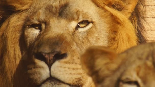Afrikai oroszlán és a nőstény oroszlán — Stock videók