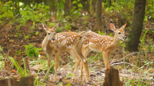 Fawn cola blanca ciervo escondido en el bosque — Vídeo de stock