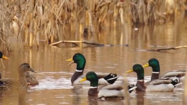 Enten auf Teich — Stockvideo