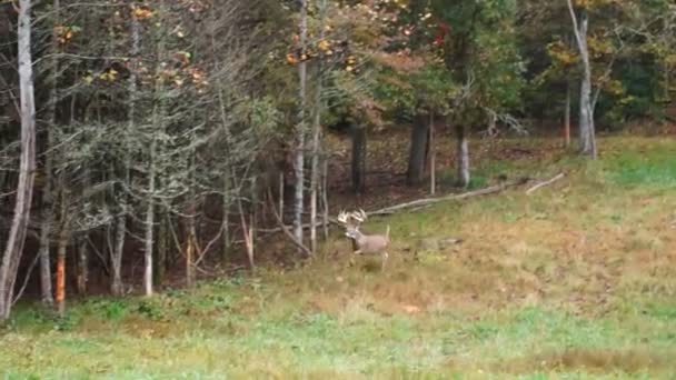 Whitetail herten oudere buck — Stockvideo