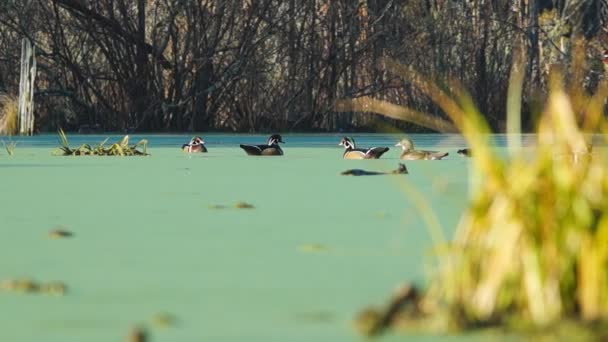 Patos en el lago — Vídeo de stock