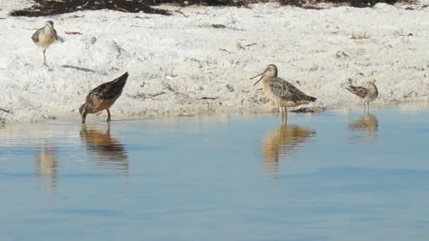 Shorebirds у Флориді — стокове відео