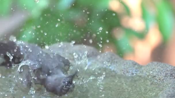 Fürdés a birdbath szürke nyávogómadár — Stock videók