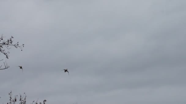 Canards sauvages volant 