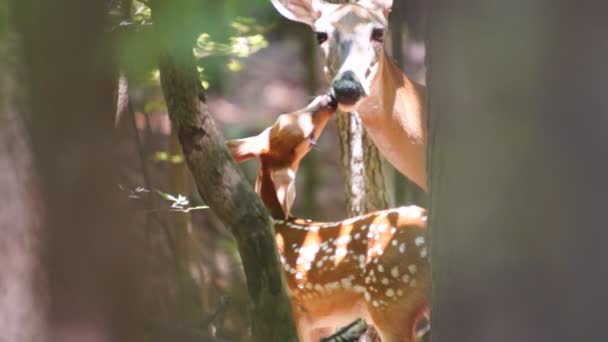 Whitetail rådjur mor och barn — Stockvideo