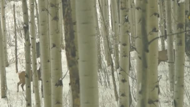 在暴风雪期间麋鹿迁移 — 图库视频影像