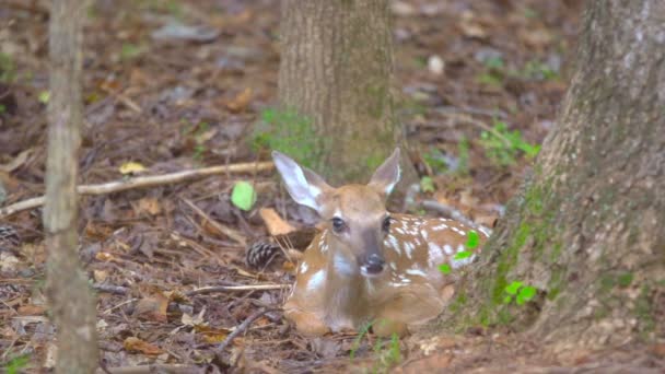 Fawn Whitetail Hjorte gemmer sig i skoven – Stock-video