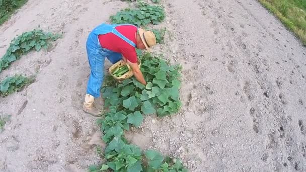 Фермер в саду собирает овощи — стоковое видео