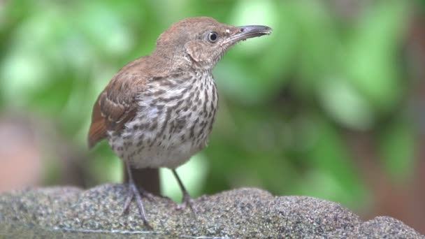 Brown Thrasher — Stockvideo