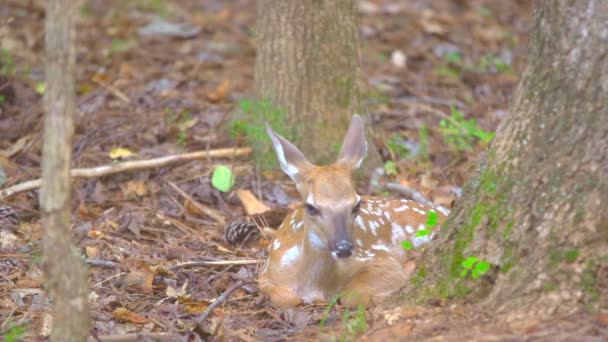 엷은 Whitetail 사슴 숲에 숨어 — 비디오