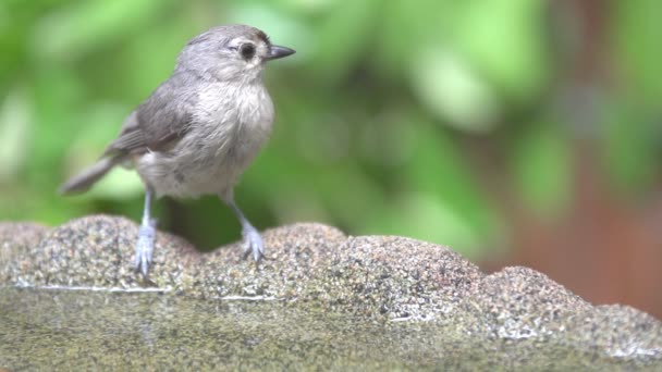 Tufted Titmouse drinking water — Stock Video