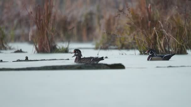 Eenden op meer — Stockvideo